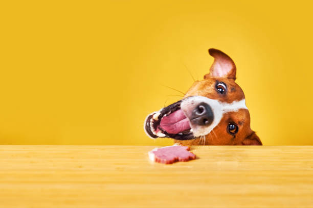 istock Jack Russell terrier dog eat meal from a table. 1516371581