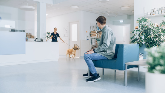 Female Veterinarian Brings a Pet Golden Retriever Back to the Owner. A Young Man Waiting for His Pet in the Veterinary Clinic Waiting Room. Dog is Wearing an E-Collar and is Happy to See the Owner