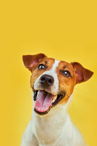Headshot Portrait of cute funny dog jack russell terrier looking forward and smiling with tongue out against trendy yellow background