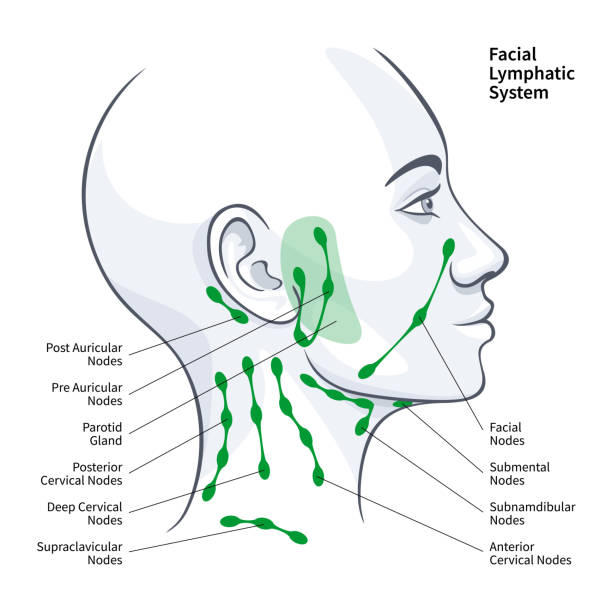 ilustraciones, imágenes clip art, dibujos animados e iconos de stock de perfil de la mujer ganglios del sistema linfático facial ilustración vectorial - lymphatic system