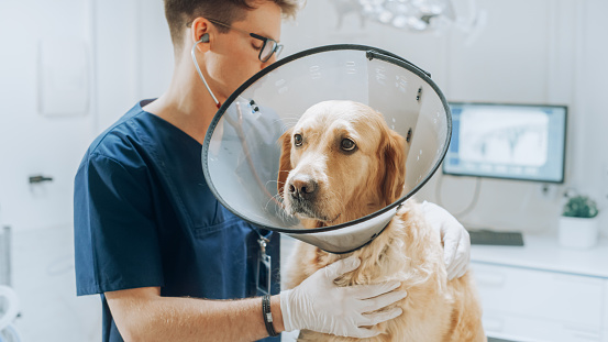 Veterinarian Evaluating the Health of a Pet and Using Stethoscope for Diagnosis. Golden Retriever Wearing an E-Collar and Standing on an Examination Table in a Modern Veterinary Clinic