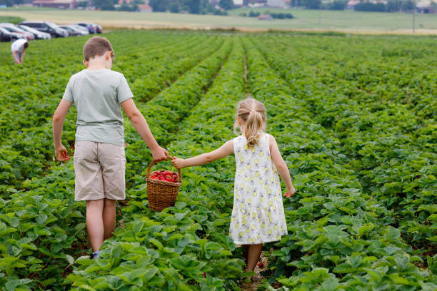 Two siblings, preschool girl and school boy having fun with picking on strawberry farm in summer. Children, sister and brother eat healthy organic food, fresh strawberries. Kids helping with harvest dos hermanos, una niña en edad preescolar y un niño de la escuela divirtiéndose con la recolección de fresas en la granja en verano. los niños, la hermana y el hermano comen alimentos orgánicos saludables, fresas frescas. niños ayudando con la cosec