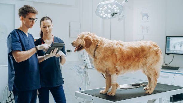 equipe de jovens veterinários do sexo feminino e masculino que trabalham em clínica veterinária, usando um computador tablet e discutindo a saúde do animal de estimação golden retriever com um cativeiro branco médico em uma pata dianteira - veterinary office - fotografias e filmes do acervo