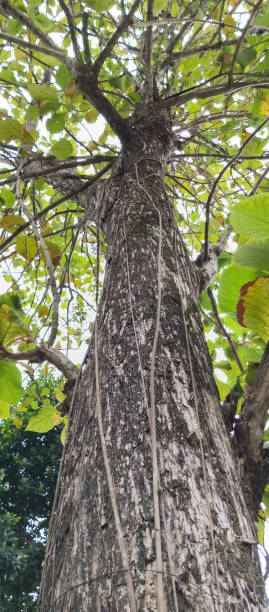 istock The texture of the tree trunk 1516396374