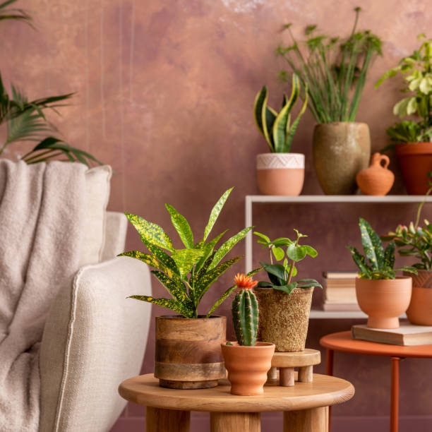 istock Stylish composition of creative spacious living room interior with plants, sofa, coffee table, rattan chest of drawers and stylish accessories. Botanical space of a cozy room. Brown walls. Template. 1516405557