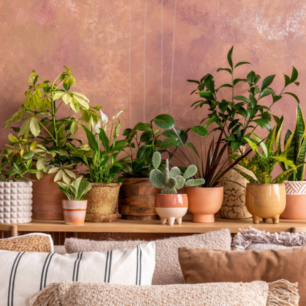 Stylish composition of creative spacious living room interior with plants, sofa, pillows and stylish accessories. Botanical space of a cozy room. Brown walls. Template.