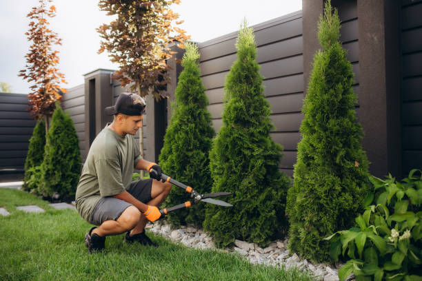 istock Professional Gardener at Work. Gardener Trimming Garden Plants. Topiary Art. 1516410049
