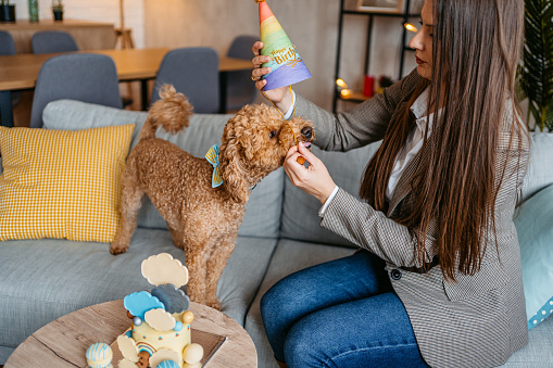 Young beautiful woman celebrating her dog's birthday with her dog at home.