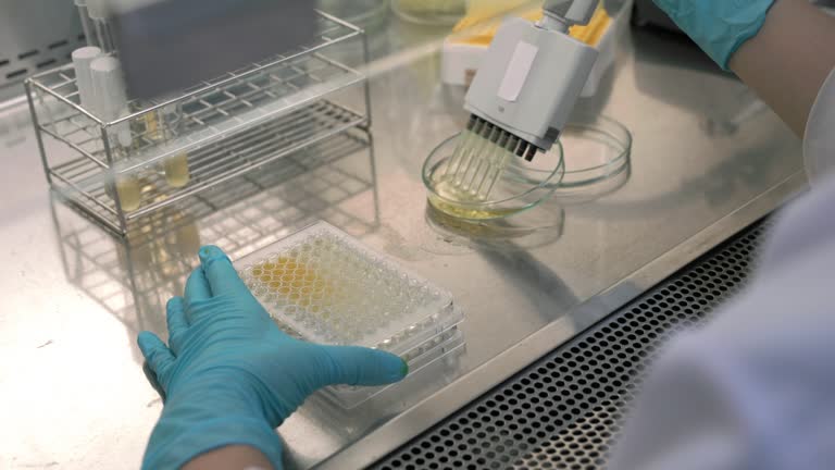 Close-up shot of a petri dish for checking an antibiotic in the laboratory.