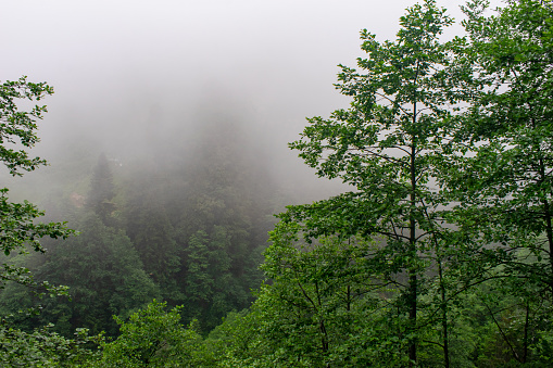 View of a huge pine forest mountains in fog. Trabzon, Turkey.