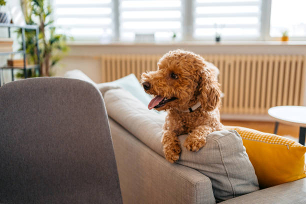 istock Cute Poodle Sitting On The Sofa 1516427834