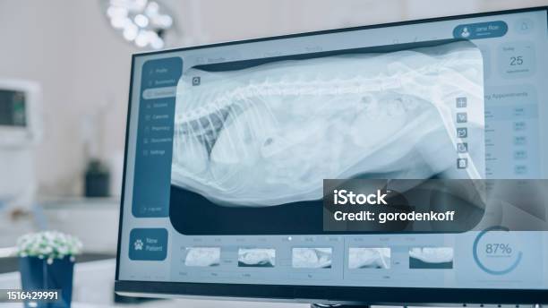 Veterinary Database Software Desktop Computer Screen With Veterinary Clinic Online Medical Database ...