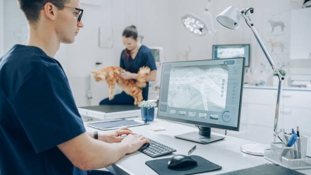 istock Veterinary Clinic Professional Working on a Desktop Computer, Examining X-Ray Scans for a Potential Bone Fracture. Female Veterinarian Diagnosing a Red Maine Coon Cat with Stethoscope 1516430559