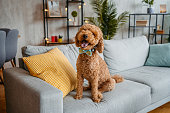 Cute Poodle Sitting On The Sofa