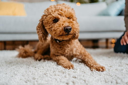 Cute poodle sitting on floor in apartment living room.