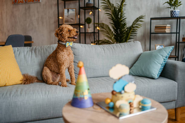 istock Cute Dog Celebrating His Birthday At Home 1516437620