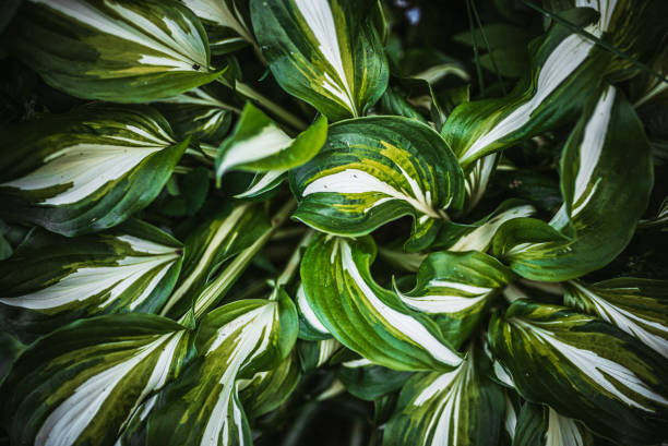 Beautiful Hosta Plantain lilies close-up