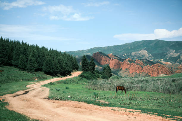 Horse is grazing on mountain ridge