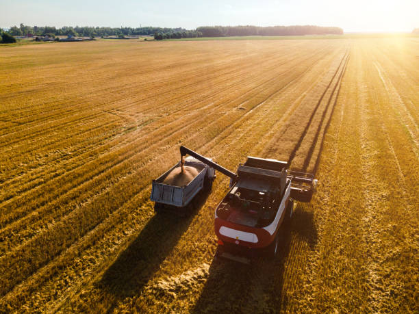 istock Harvesting wheat in a field at sunset. Aerial view 1516452394