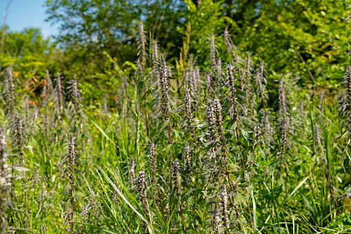 Leonurus cardiaca, known as motherwort. Other common names include throw-wort, lion's ear, and lion's tail. Medicinal plant. Grows in nature.