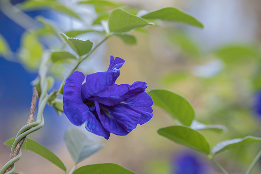 Trumpet gentiana blue spring flower in garden. Springtime gardening concept. Beauty flower