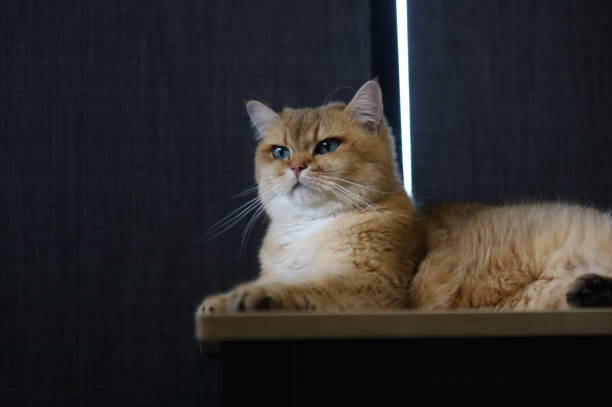 istock Brown cat sitting on wooden rack 1516461268