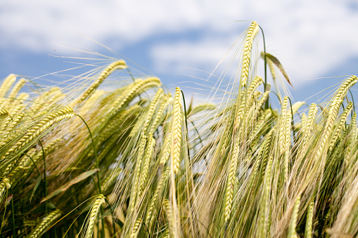 Hay Bale on a harvested Field on late AfternoonSee related Images: