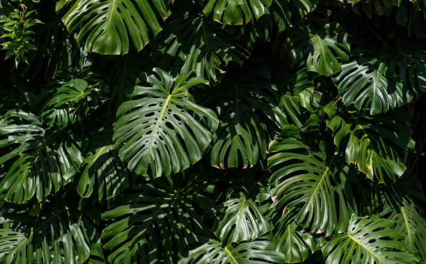 istock Monstera plant in tropical forest, botanical garden 1516470448