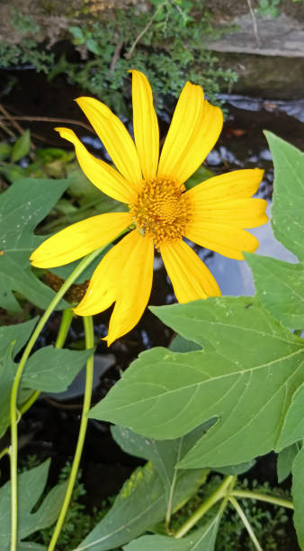 istock Mexican sunflower Plant 1516473396