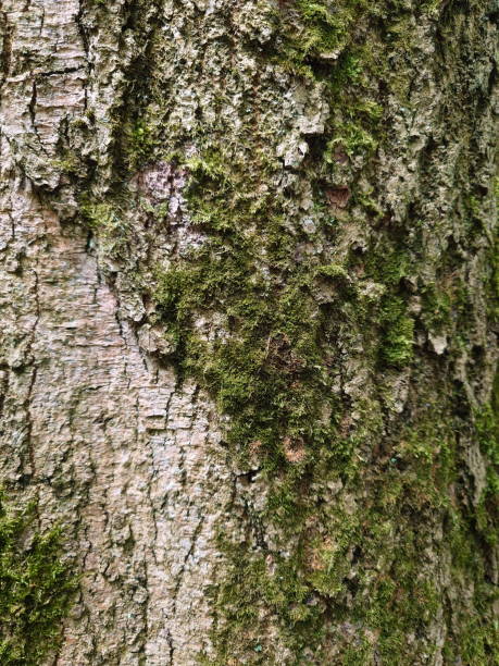 istock Old, dry, textured tree bark. Close up shot, no people 1516476641