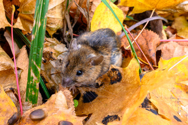 istock The mouse of the autumn forest. 1516477068