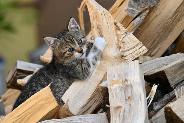 istock One kitten climbing on a pile of wood 1516499475