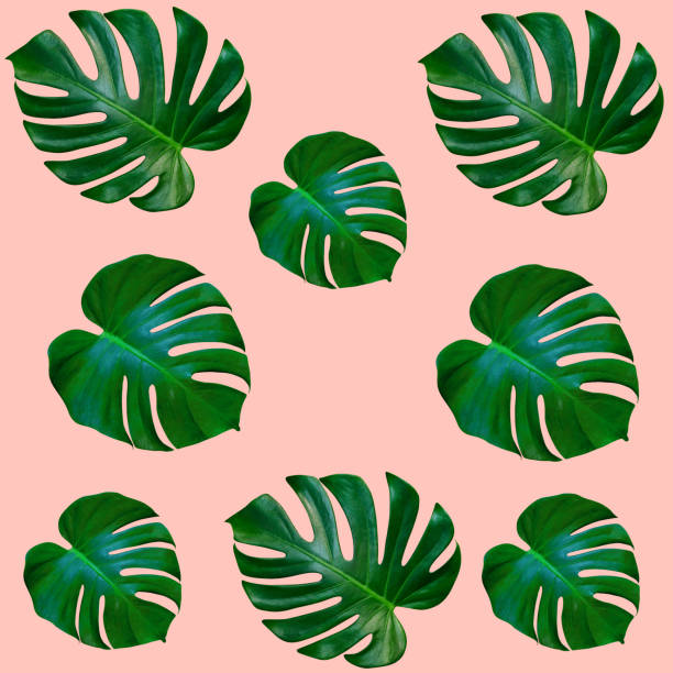 istock Green palm leaves pattern for nature concept,tropical leaf on pink background 1516517129