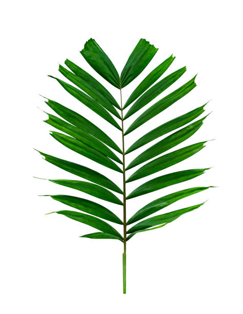 istock Green leaves pattern,tropical palm leaf isolated on white background 1516518207