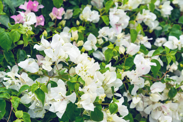 istock beautiful Bougainvillea flower for wallpaper texture and background 1516520507