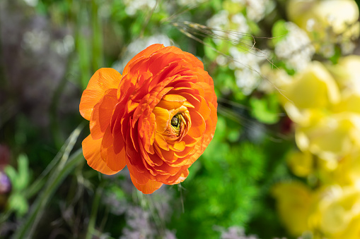 Yellow flowers of the eschscholzia californica.Floral natural background.Summer concept.Selective focus with shallow depth of field.