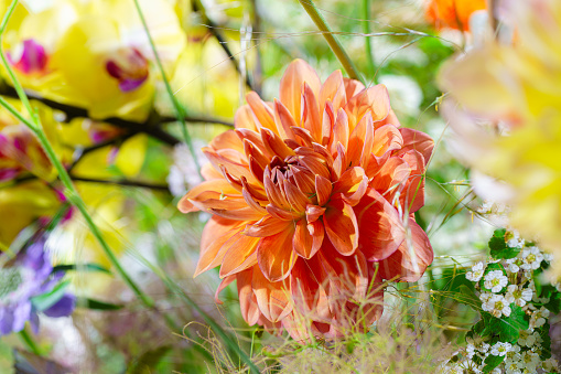 Dahlia Cafe au Lait flower plant growing in summer cottage garden.