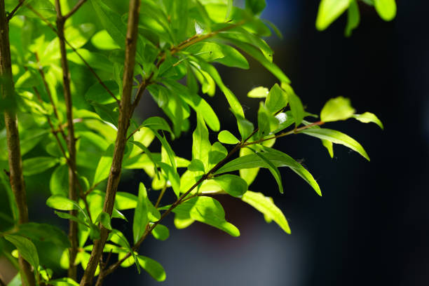leaf,springtime,brunch,green,