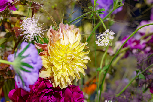 Floral background of autumn dahlias in local market