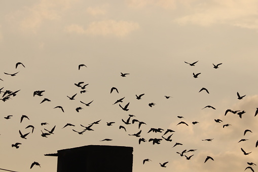 Flock of pigeon birds, flying over morning sky stock photo