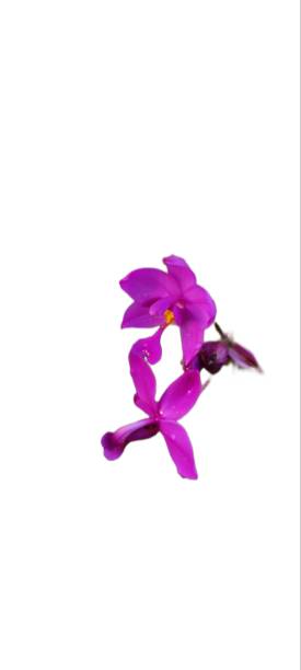 istock Dendrobium Bigibbum or orchid larat, dendrobium larat  isolated on white background 1516530123