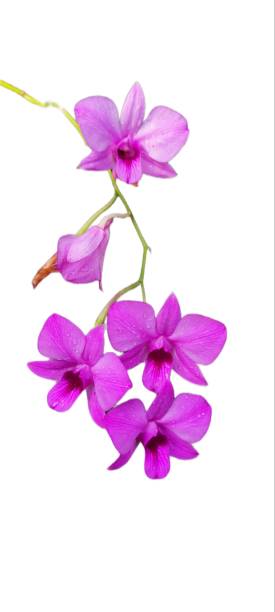 istock Dendrobium Bigibbum or orchid larat, dendrobium larat  isolated on white background 1516530657