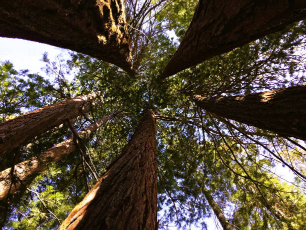 istock Trip to California 1516536158
