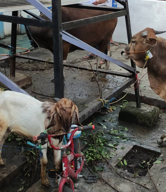 istock some calm goats and cows were tied to a pole. 1516542734