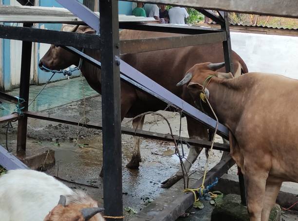 istock some calm goats and cows were tied to a pole. 1516545431