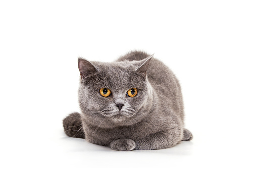 Beautiful blue cat on a white background. Purebred cat, British. Plump, calm animal.