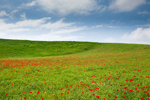 Beautiful meadow with red poppies landscape. Tuscany, Italy, Europe