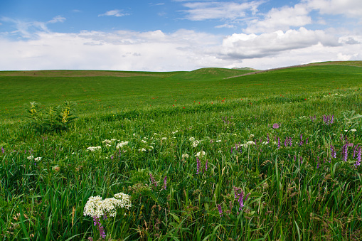 Beautiful spring valley with green grass and blooming red poppies. Against the background of mountains. Summer landscape. Kyrgyzstan