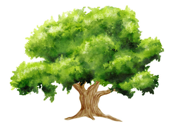 istock watercolor illuastration of green tree on white background 1516564680