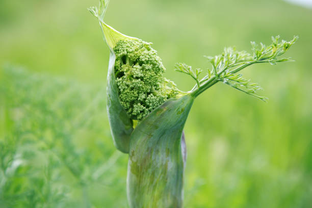 Closeup of dill herb on a market
